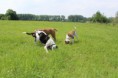 /album/ab-walk-01-06-2014/wandeling-76-jpg/